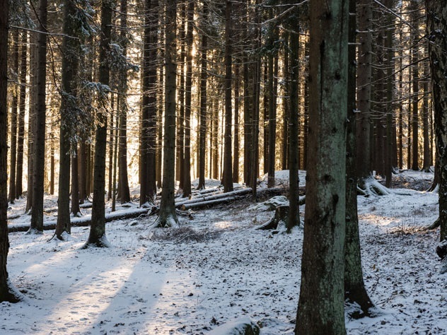 Как выжить в зимнем лесу. Наша инструкция