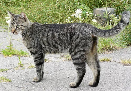 Кошки отказались учиться на спецагентов. wikipedia.org