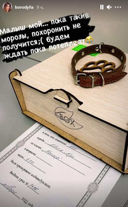 Кот Ксении Бородиной скончался
