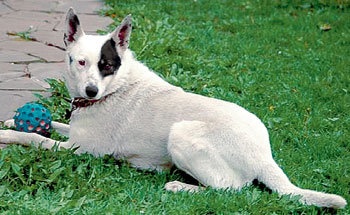 Расстроенный пропажей любимой собачки по кличке Мурка, актёр оставил поклонников с носом