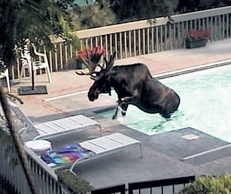 Сохатый выбрался из бассейна, как положено, - по ступенькам