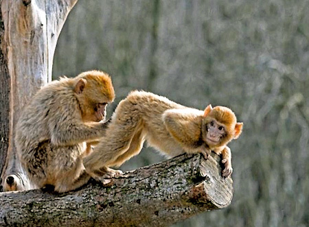 Чтобы найти заветную точку, нужна обезьянья ловкость