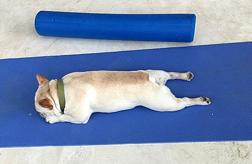 Для занятий йогой пёсику купили специальный коврик, но Дали предпочитает на нём сладко дремать