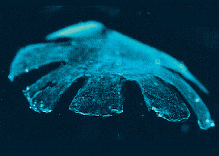 Мини-робот из крысиных клеток