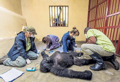 За тем, как заботятся о 12-летней горилле в Национальном парке в Конго, с тревогой за окном наблюдает сородич (фото Маркуса ВЕСТБЕРГА)