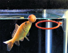 ВОДНЫЕ ВИДЫ СПОРТА...