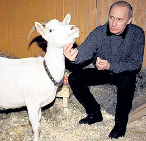 Коза Сказка прописалась в Ново-Огареве