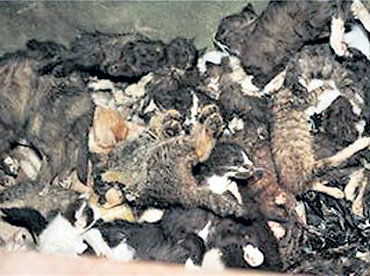 Несчастные животные стали жертвой человеческой алчности
