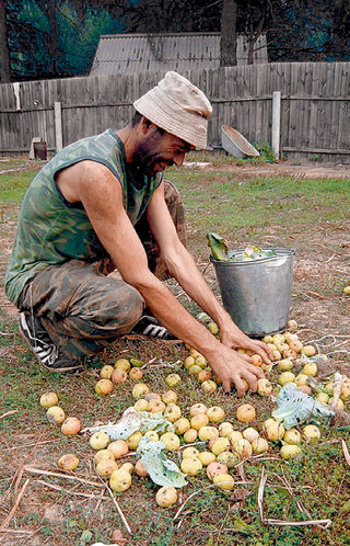 Помощник егеря Саид готовит подкормку для кабаньего стада